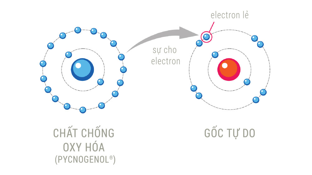 Gốc tự do - Kẻ phá hoại thầm lặng của cơ thể!